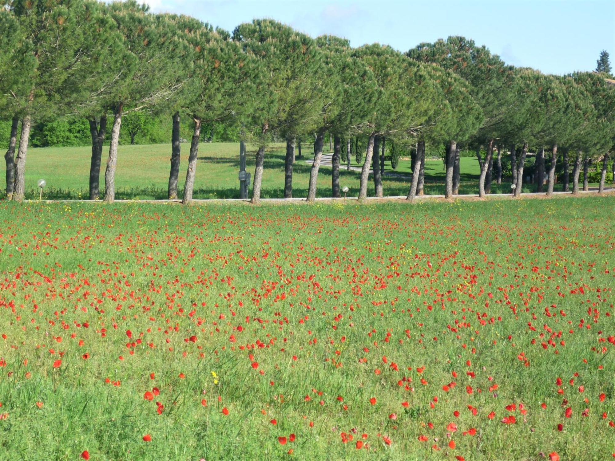 Fattoria Agriturismo Nerbona Casole dʼElsa Eksteriør bilde