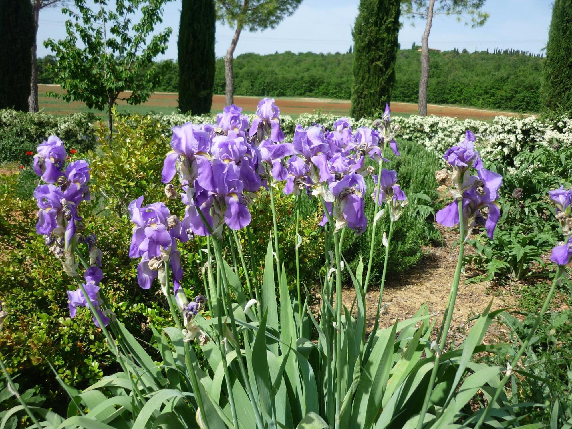 Fattoria Agriturismo Nerbona Casole dʼElsa Eksteriør bilde