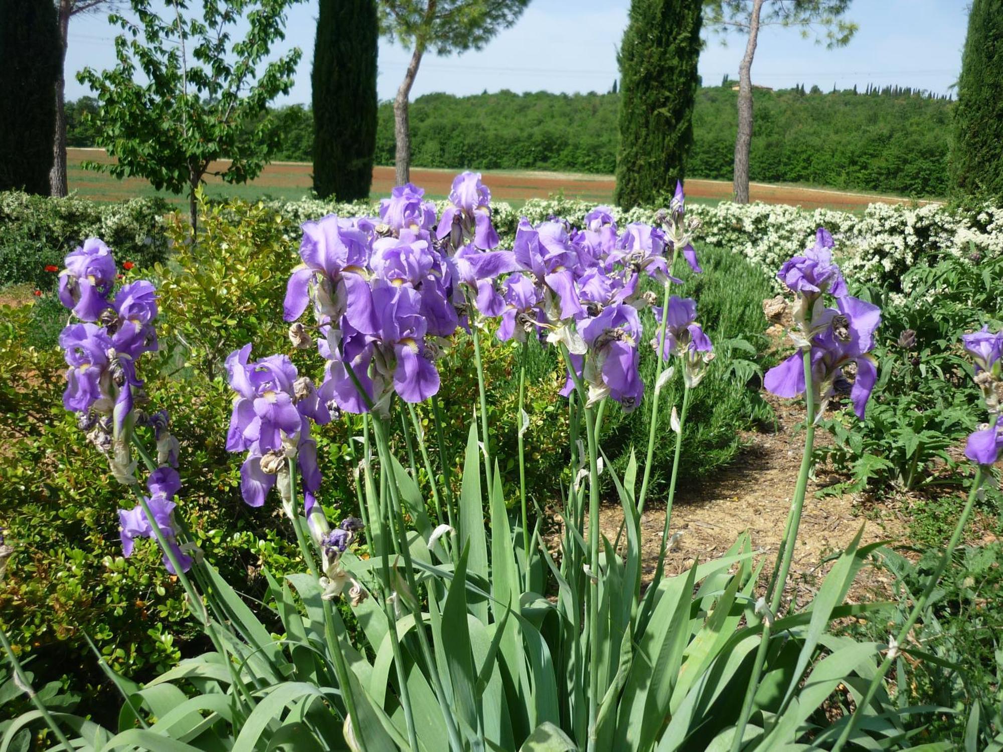 Fattoria Agriturismo Nerbona Villa Casole dʼElsa Eksteriør bilde