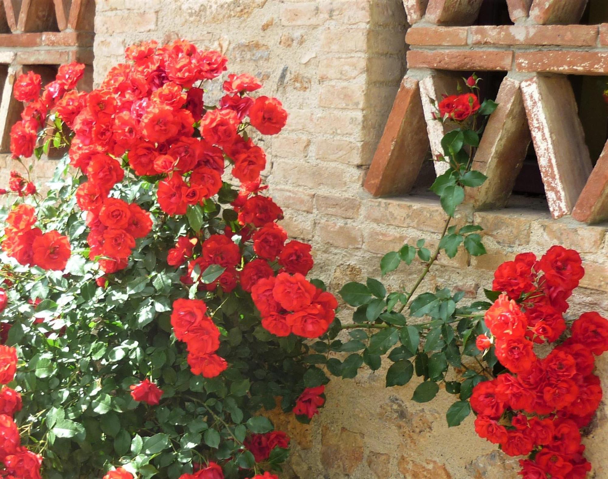 Fattoria Agriturismo Nerbona Villa Casole dʼElsa Eksteriør bilde